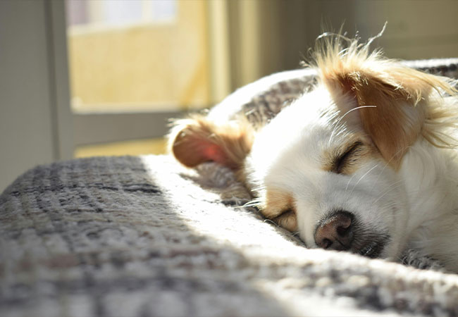 The Block Hotel in Ingolstadt warmly welcomes pets